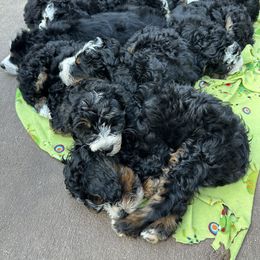 Bernedoodle Puppies from Jetta's Pups