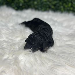 Phantom - Black male Sheepadoodle puppy in Los Angeles, California from Exquisite Doodles