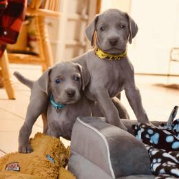 Puppy Boy - Silver gray male Weimaraner puppy in New Hartford, New York from Platinum Weimaraners