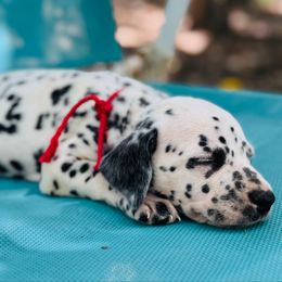 Red (HUA) - White and black female Dalmatian puppy in Westhoff, Texas from Smart Dalmatians