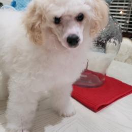 Poodle Puppies from Those Prissy P. Poodles
