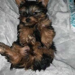 Shih Tzu and Yorkshire Terrier All Grown Up from Empire Yorkies