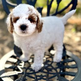 Marshmallow - White female Poodle puppy in Acampo, California from Kennison Lane Poodles