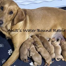 Girl 7 - Yellow female Labrador Retriever puppy in Newport, North Carolina from AKS’s Water Bound Retrievers