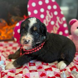 Angel - Tri-color female Bernedoodle puppy in Carlotta, California from Lost Coast Bernese Mountain Dogs