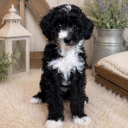 Phillip - Black and white male Sheepadoodle puppy in Wharton, Texas from Little Fur Friends