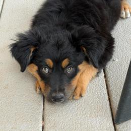 Sable - Black tri female Miniature Australian Shepherd puppy in Apache Junction, Arizona from Circle T Mini Aussies