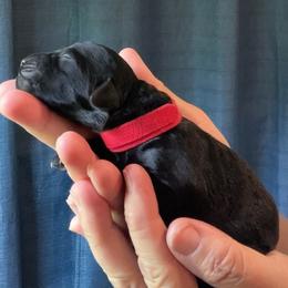 Red Collar - Black male Goldendoodle puppy in Ocala, Florida from Dandy Doodles