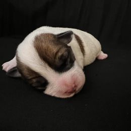 Russell Terrier Puppies from Breezy Meadows Russell Terriers