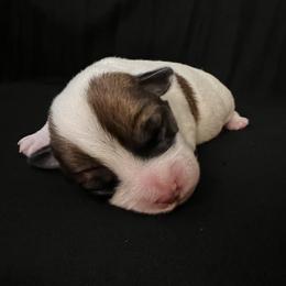 Russell Terrier Puppies from Breezy Meadows Russell Terriers