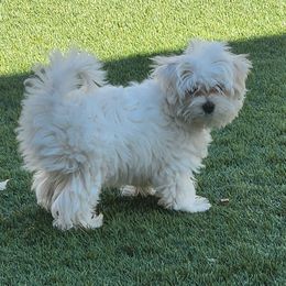 Maltese Puppies from Arizona Maltese Gems