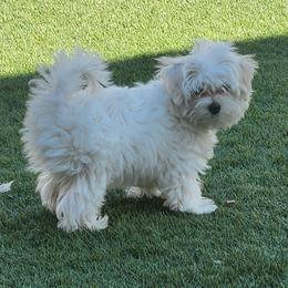 Maltese Puppies from Arizona Maltese Gems