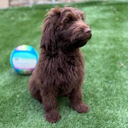 Woody - Chocolate male Australian Labradoodle puppy in Rhode Island from Highland Beach Labradoodles