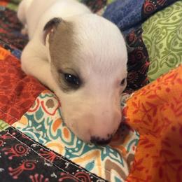 Valentine - White and fawn female Whippet puppy in Oneida, Tennessee from Saving Grace