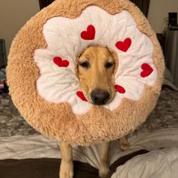 Chewy - Labrador Retriever