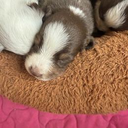 Garnet - Red tri female Miniature Australian Shepherd puppy in Gatesville, Texas from Southern Promise Aussie’s
