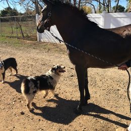 Australian Shepherd Puppies from Oro’z Farm Aussies