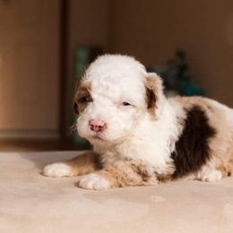 Aussiedoodle and Goldendoodle Puppies from Ever After Doodles Arizona