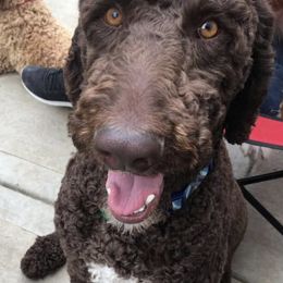 Bernedoodles and Goldendoodles from WaggingTailz