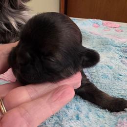 Boy dark brindle - Brindle male Shih Tzu puppy in Missouri from Farm Animal Mommy Shih tzu's Michalek Dog Breeder