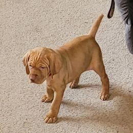 Vizsla Puppies from Laurie Kirwan