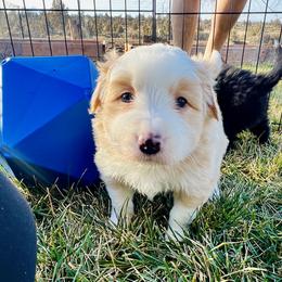 Gold Boy 2 - White and gold male Border Collie puppy in Powell Butte, Oregon from Cascades Border Collies
