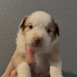 Petite - Blue merle female Miniature Australian Shepherd puppy in North Lakeport, California from Wild Rose Ranch