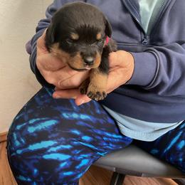Girl 2 - Black and mahogany female Rottweiler puppy in Cartersville, Virginia from Vom Heldenhaft Rottweilers
