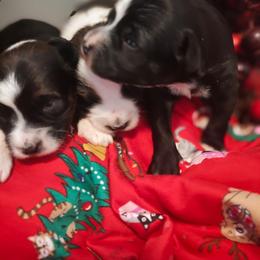 Trixie Belle - Black and white female Tibetan Terrier puppy in Virginia from Tripitaka