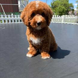 Dumbledore - Red  male Poodle puppy in Henefer, Utah from Mountain Valley Poodles