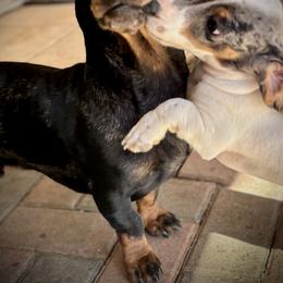 Dachshund Puppies from Ranchy Doxies
