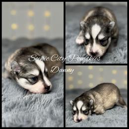 Danny - Silver and white male Pomsky puppy in Rossville, Georgia from Scenic City Pomskies