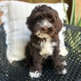 River - Chocolate male Australian Labradoodle puppy in Palmdale, California from Heavenly Doodles