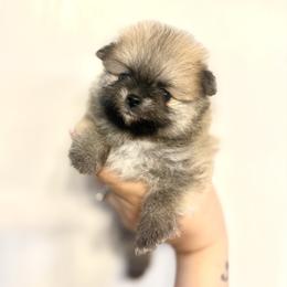 Peaches - Orange sable female Pomeranian puppy in Lillington, North Carolina from Dignified Poms
