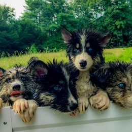 Native American Indian Dog Puppies from Seven Sisters Canids