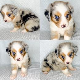 Blue Merle male 3 - Blue merle male Miniature Australian Shepherd puppy in Brooker, Florida from Honey, I Shrunk the Aussies