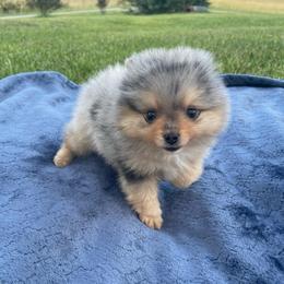 Tuffy - Blue merle male Pomeranian puppy in Stuart, Virginia from Lil Aussie Posse