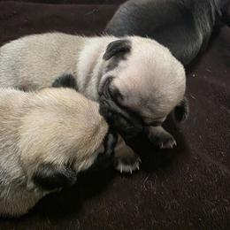 Silver - Fawn male Pug puppy in Rutherfordton, North Carolina from Sweetie Pie Pugs