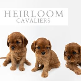 Cavalier King Charles Spaniel Puppies from Heirloom Cavaliers