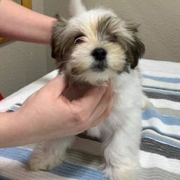 Havanese Puppies from Pam Baird's Havanese Puppies
