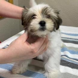 Havanese Puppies from Pam Baird's Havanese Puppies