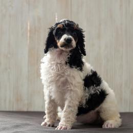 Bernedoodle, Cavapoo, and Poodle Puppies from Positively Doodles