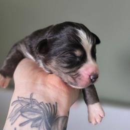 Puma - Dilute blue female Australian Shepherd puppy in London, Kentucky from Kenmont Kennels