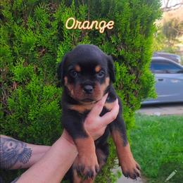 Orange - Black and mahogany female Rottweiler puppy in San Bernandino, California from VON DER SENTINEL
