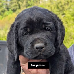 Labrador Retriever Puppies from Linderman Labs