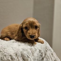 Dachshund Puppies from Loyal Lil Dachshunds