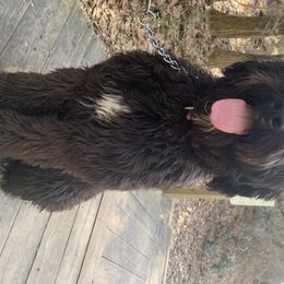 Maggie - Bernedoodle