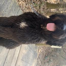 Maggie - Bernedoodle