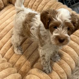 Hope - Caramel female Australian Labradoodle puppy in Denton, Texas from Liberty Hill Labradoodles