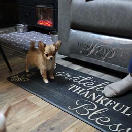 CuppyCake - Red female Chihuahua puppy in Ligonier, Indiana from Country Charm Chihuahuas